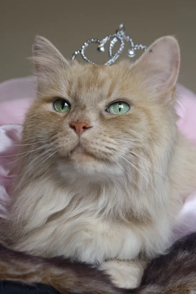 кот, киса