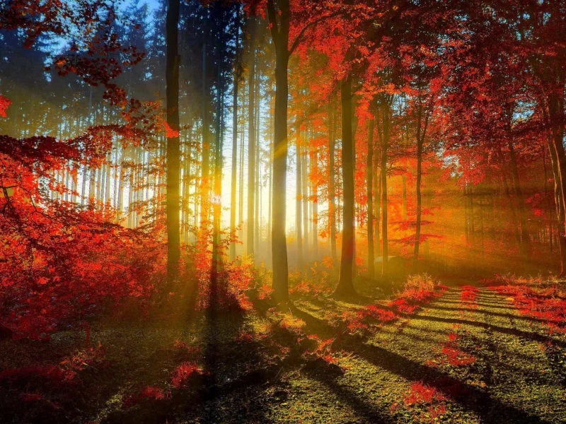 природа, осень