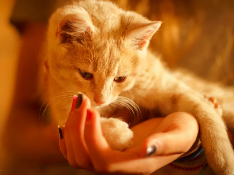 котёнок, руки