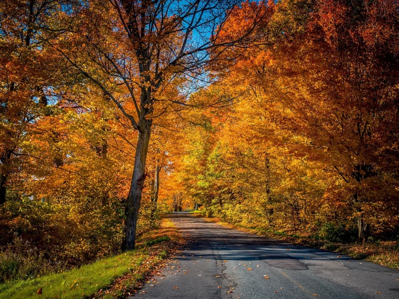 природа, осень, дорога