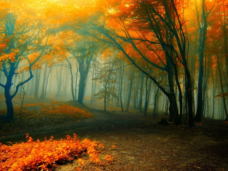 лес, осень, туман, forest autumn, fog, trees, yellow, leaves, mist, moss, green, nature, landscapes, evening, see, dark, nice, wide