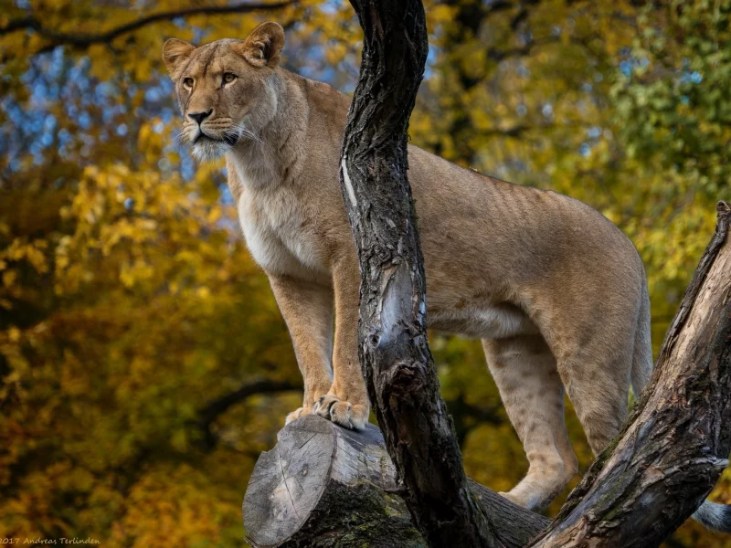 дикая кошка, львица, грация, зоопарк, позирует, хищник