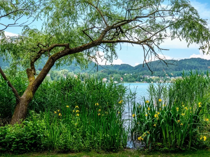 природа, красота