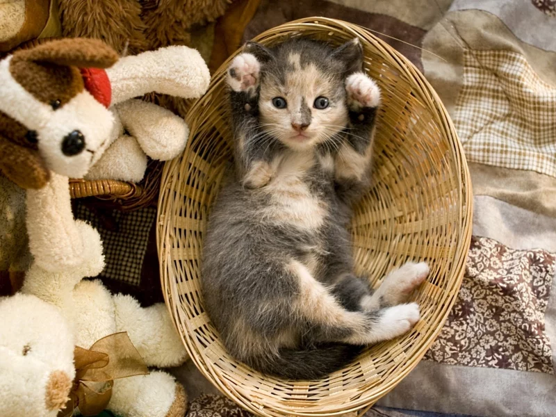кот, киса