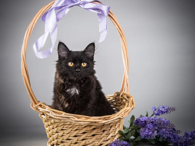 кот, киса