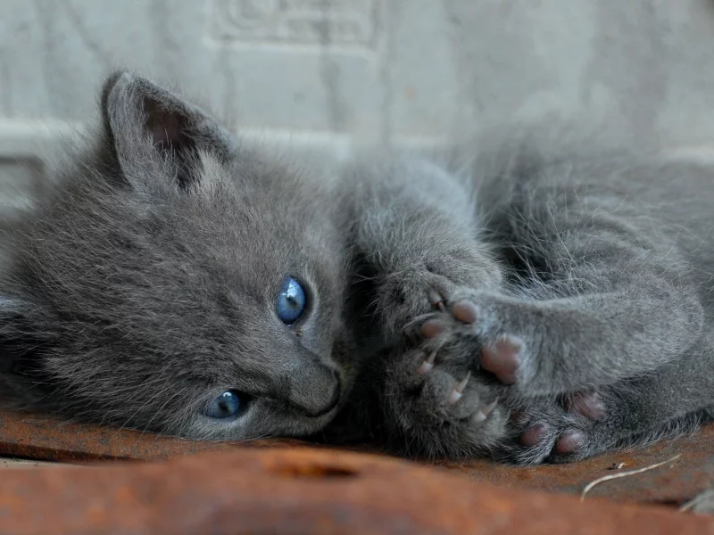 кот, киса