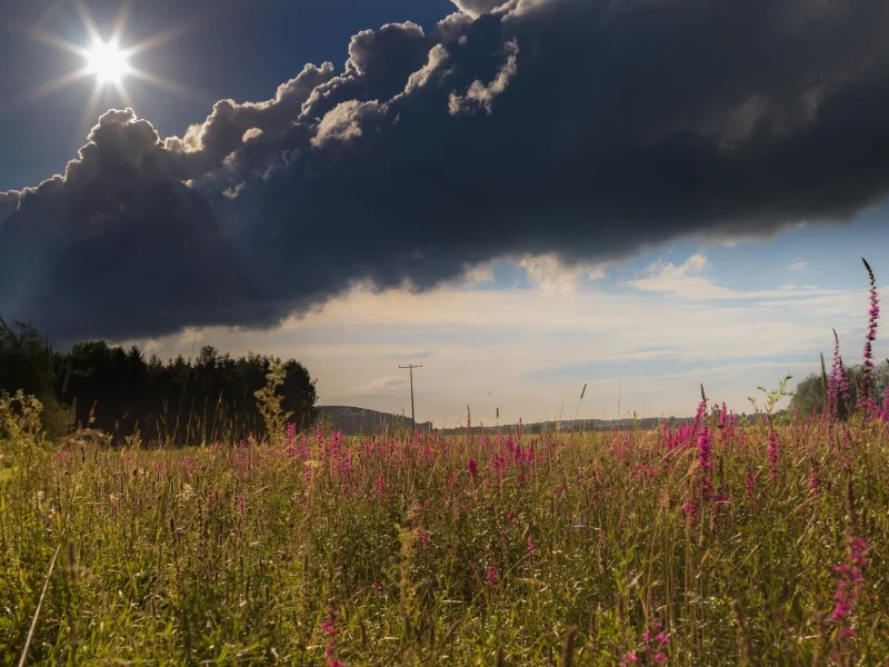 природа, красота