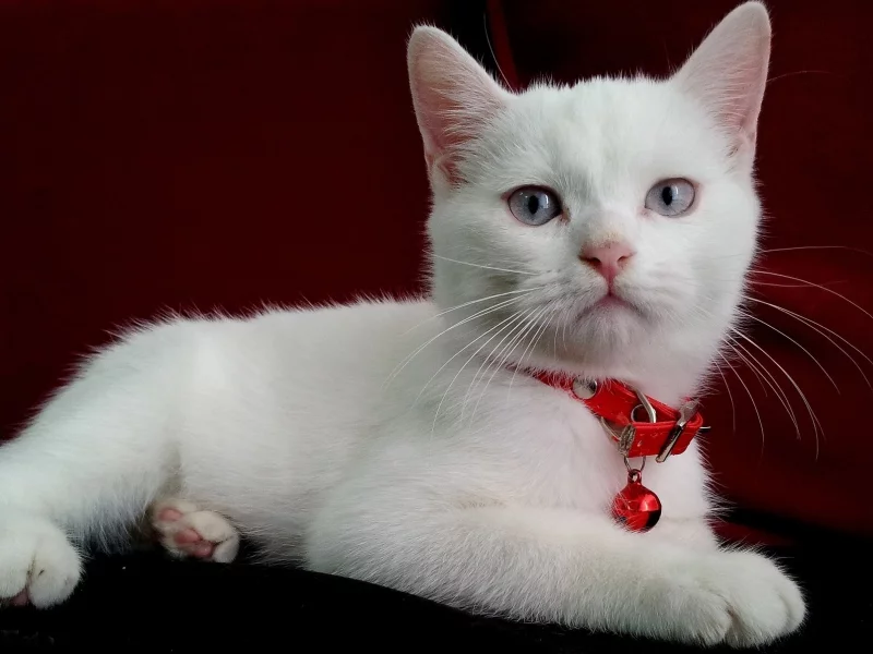киса, кот