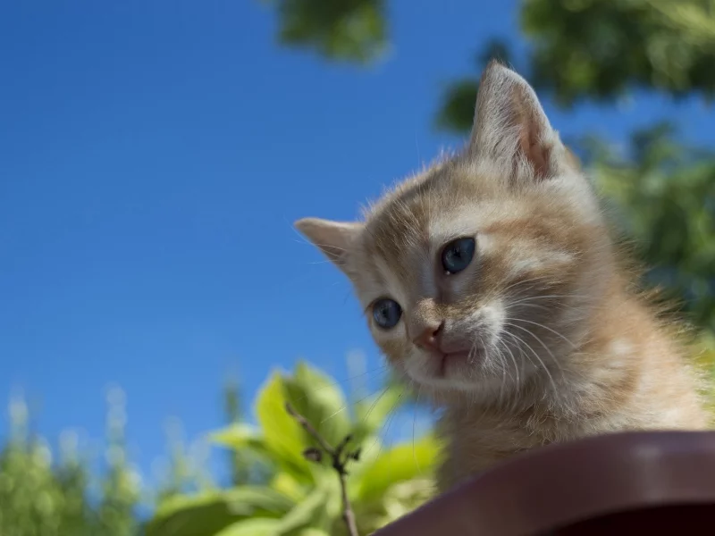 природа, красота, котик