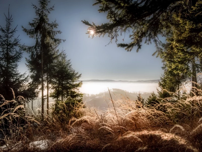 природа, красота