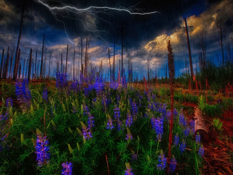 природа, красота