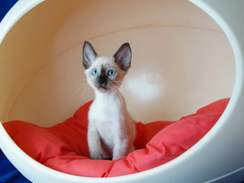 кот, киса