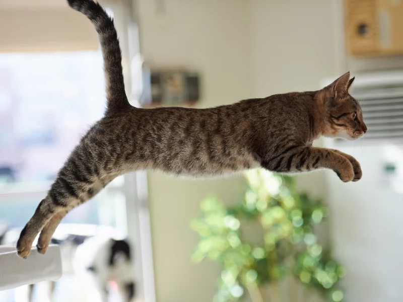кот, прыжок
