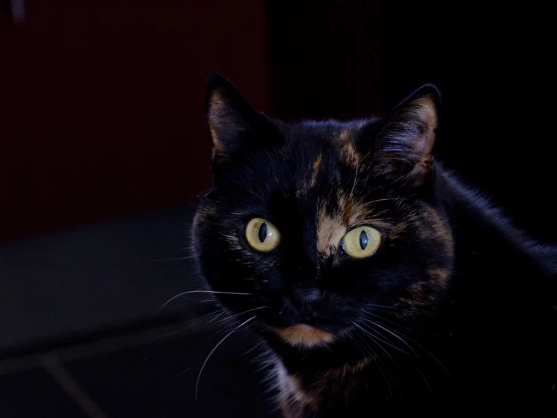 кот, киса