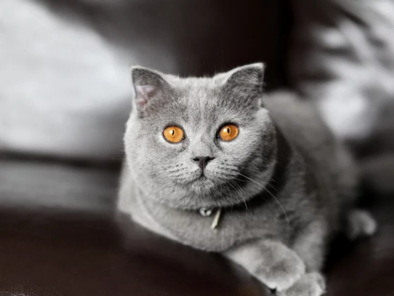 кот, киса