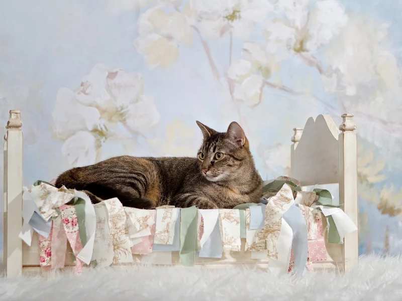 кот, киса