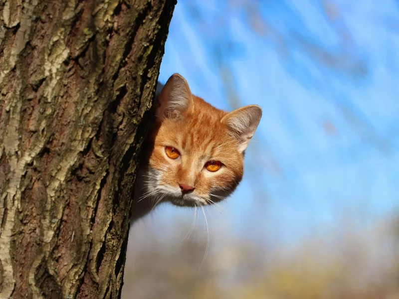 кот, киса