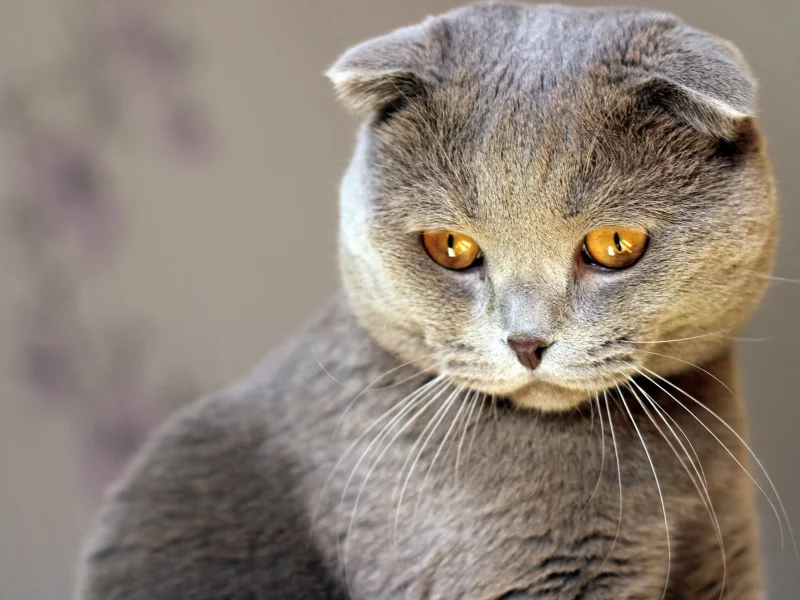 кот, киса
