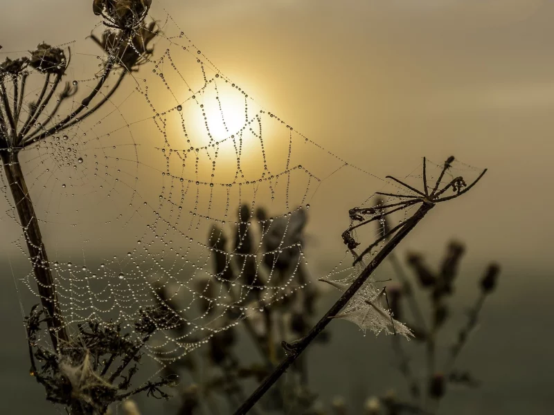 природа, красота