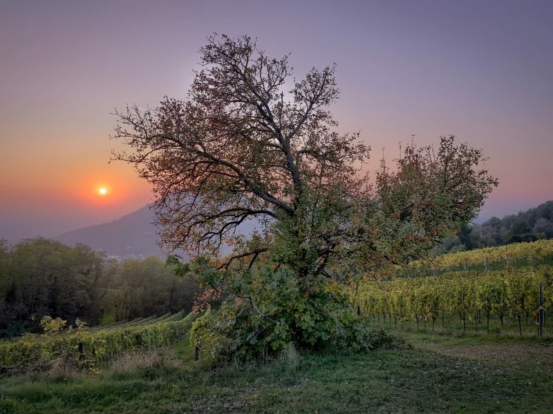 природа, красота