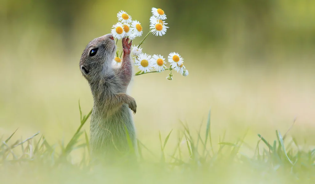суслик и ромашки, поле, луг, суслик, ромашка, gopher and chamomile, field, meadow, gopher, chamomile, grass, dreen, light, see, nice, wide