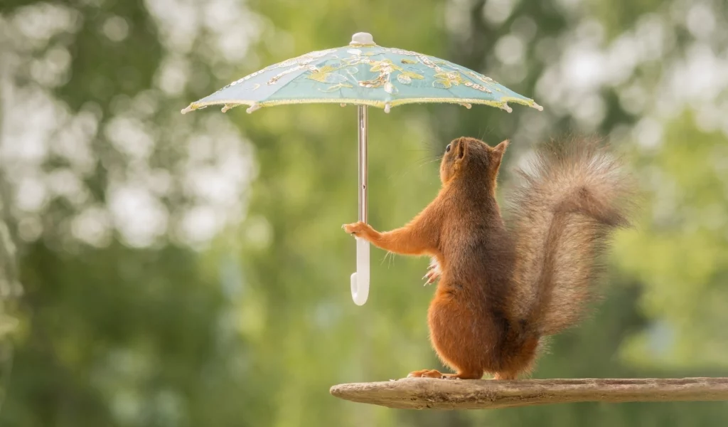 белка с зонтиком, белка, зонтик, лес, squirrel with umbrella, squirrel, umbrella, woods, rain, grass, dreen, light, see, nice, wide