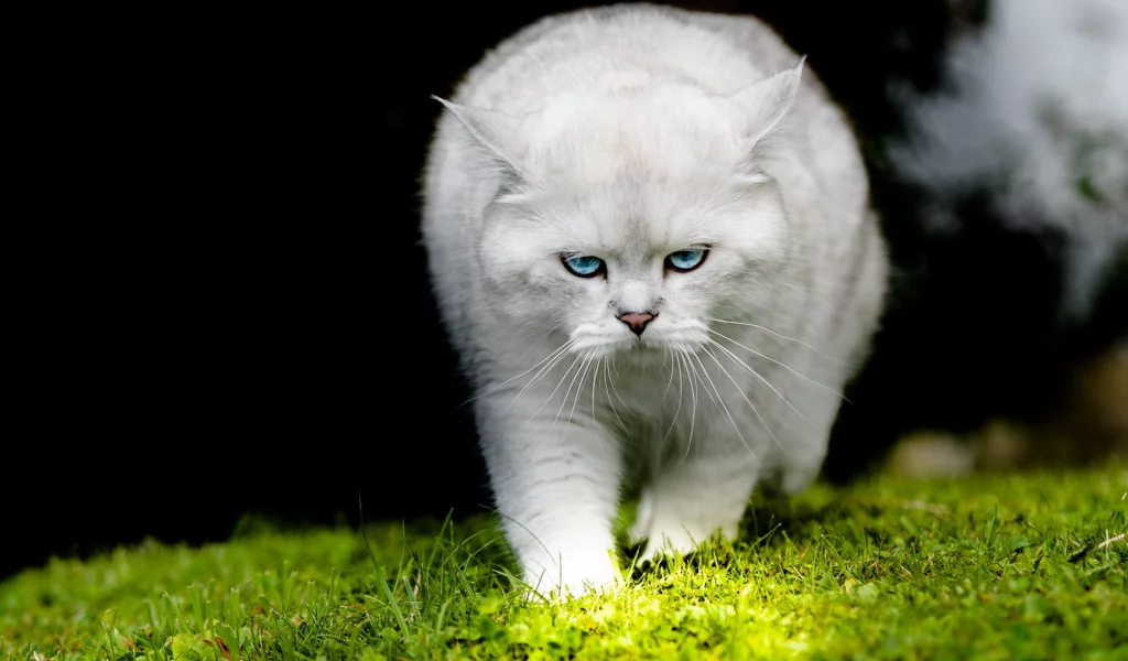 кошка, взгляд, фон