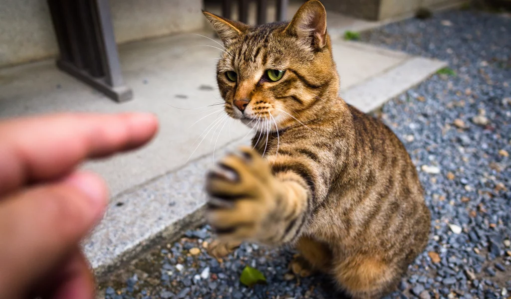 взгляд, когти, лапа, кот, котэ
