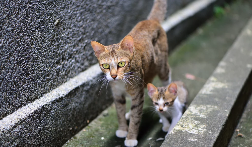 кошка, прогулка, котенок, киса