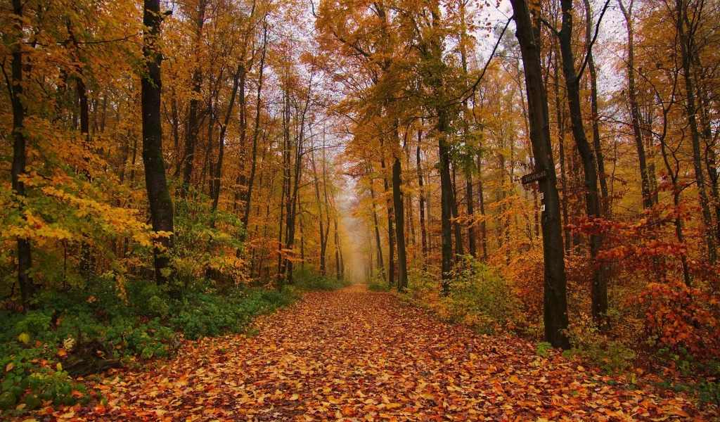 природа, красота