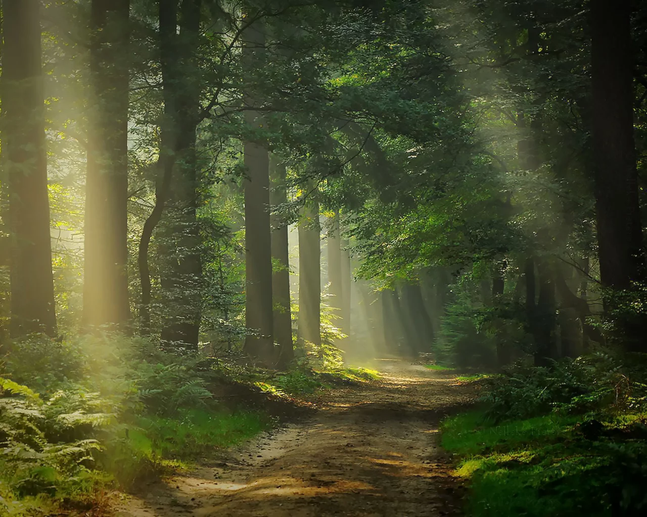 лес, свет, дорога, break, through, sunlight, sun, light, forest, trees, road, grass, summer, nice, wide