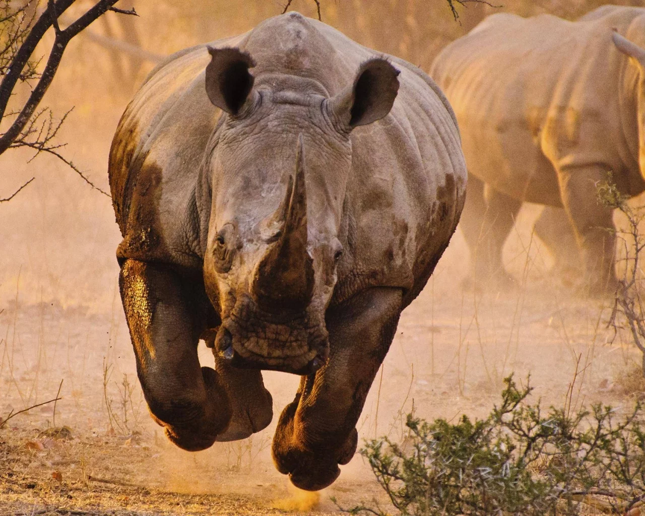носорог, саванна, rhino, savannah, front, animals, desert, sun, summer, light, see, nice, wide