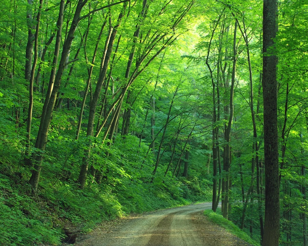 лес, лето, дорога, forest, summer, road, trees, green, leaves, daylight, environment, fall, mist, moss, green, nature, landscapes, evening, see, nice, wide