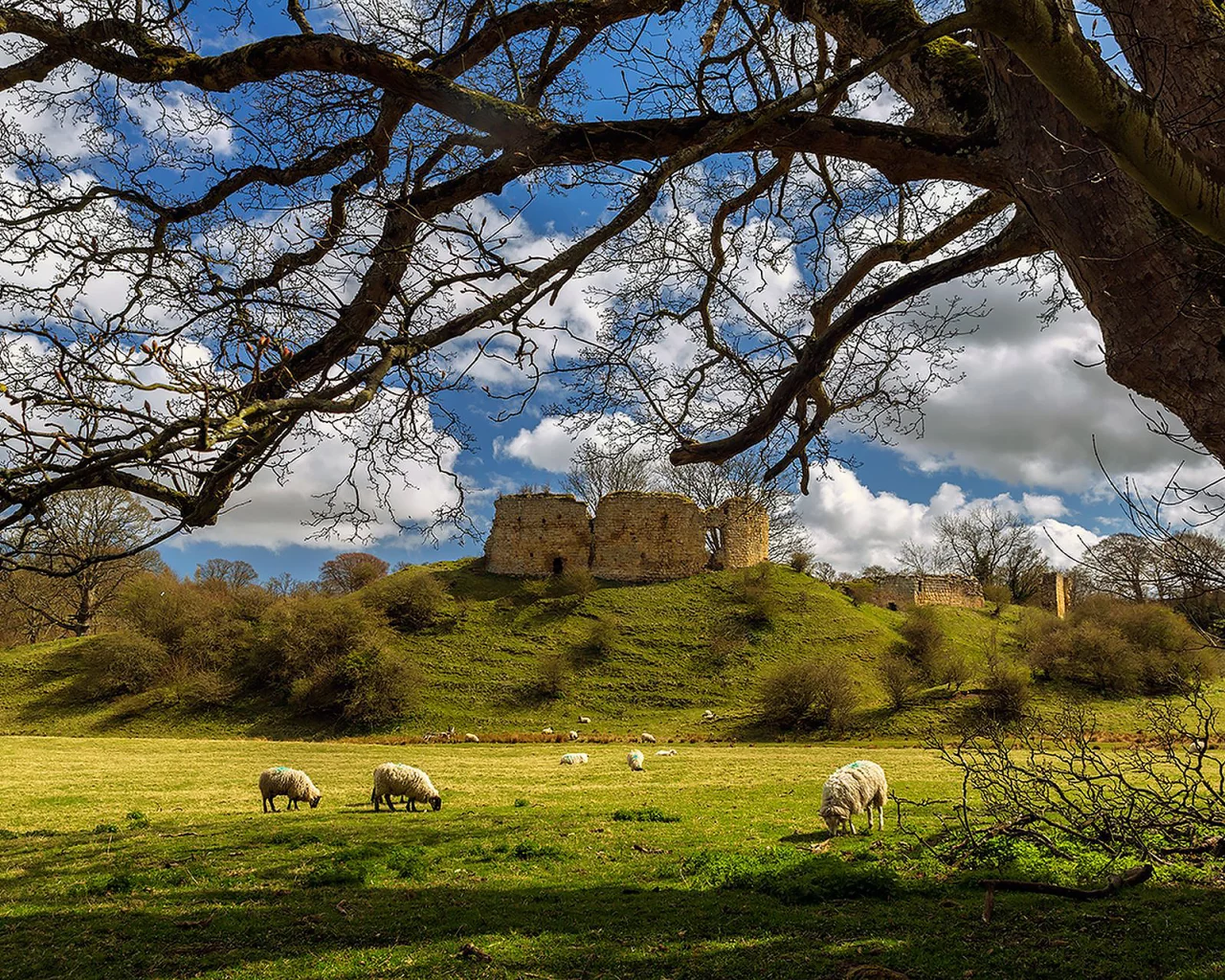 замок, луг, лето, овцы, mitford, castle, northumberland, england, ruin, ram, meadow, summer, tree, grass, clear, light, sun, see, nice, wide