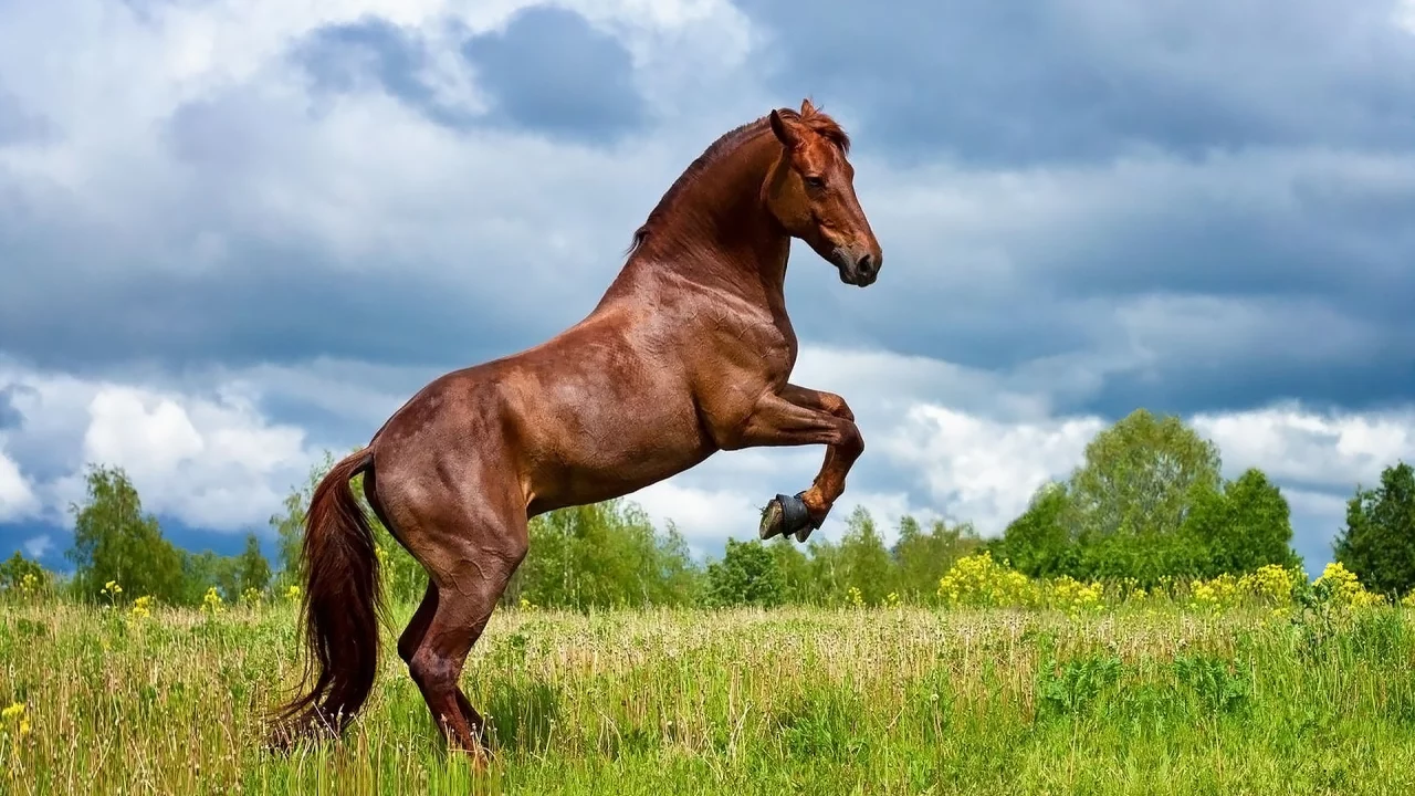конь, коричневый, жеребец, лошадь, луг, horse, allegro, stallion, horse, brown, meadow, sun, summer, front, white, field, grass, see, nice, wide