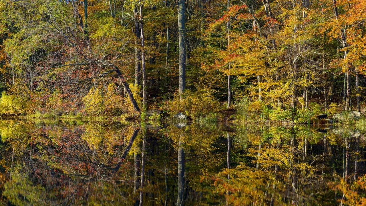 природа, красота