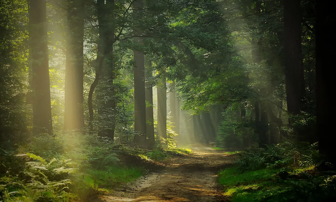лес, свет, дорога, break, through, sunlight, sun, light, forest, trees, road, grass, summer, nice, wide