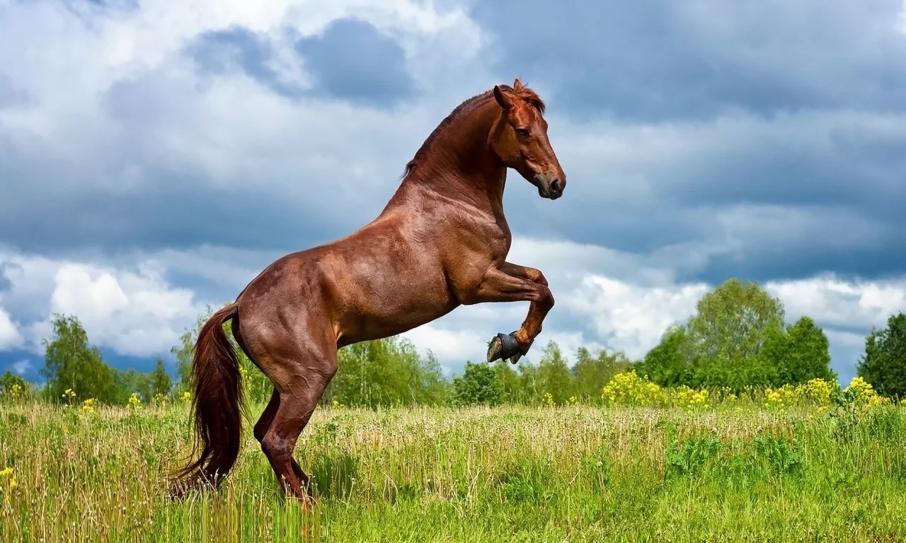 конь, коричневый, жеребец, лошадь, луг, horse, allegro, stallion, horse, brown, meadow, sun, summer, front, white, field, grass, see, nice, wide