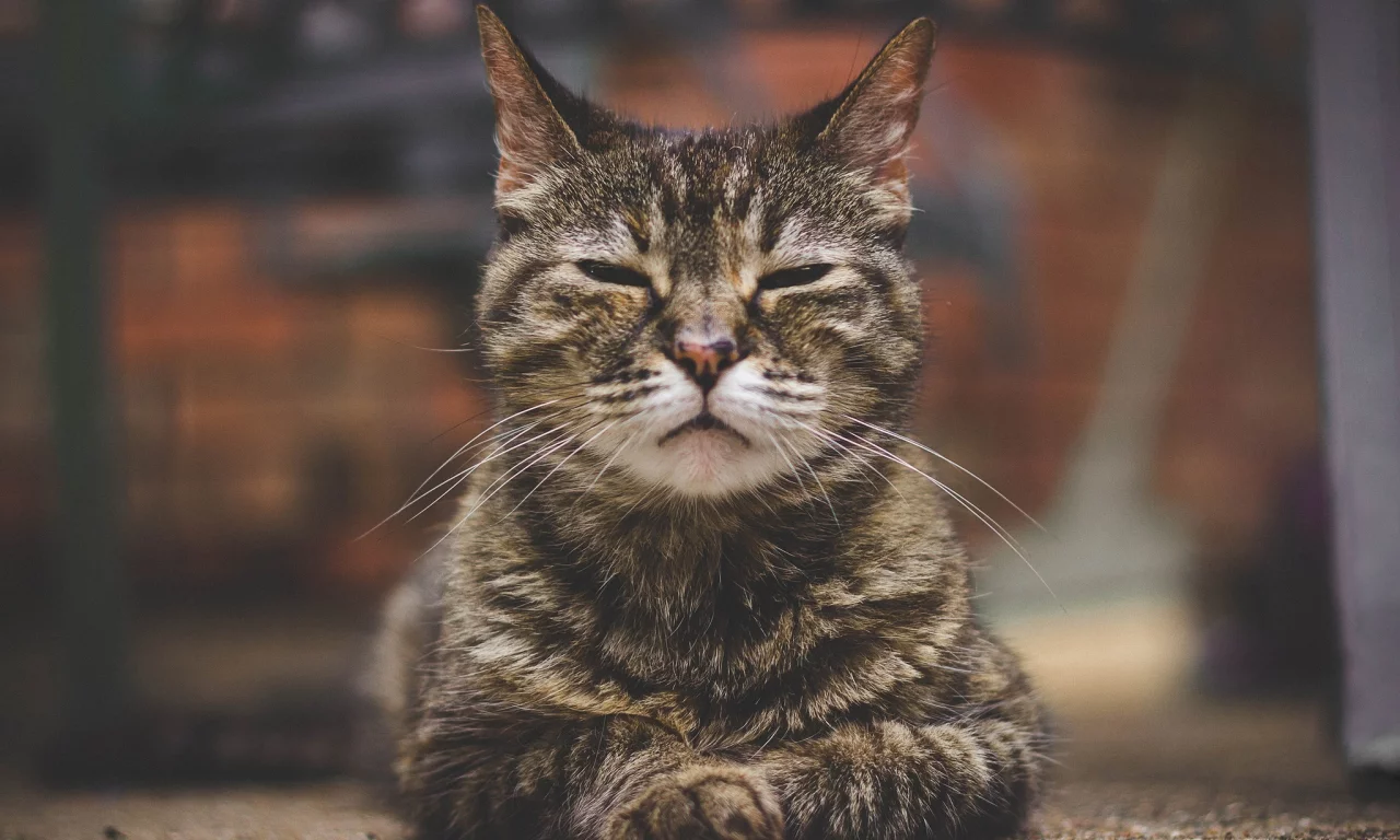 кошка, портрет, боке