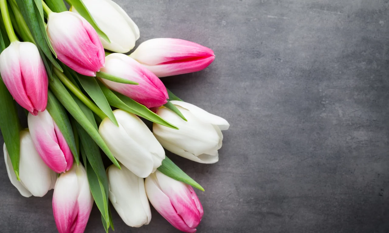 beautiful, розовые, fresh, белые, pink, white, тюльпаны, tulips, букет, spring, flowers, цветы
