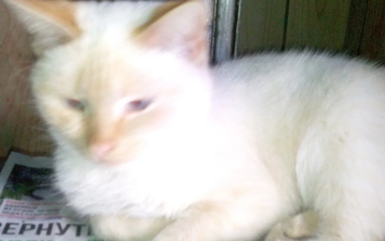 кот, лежит
