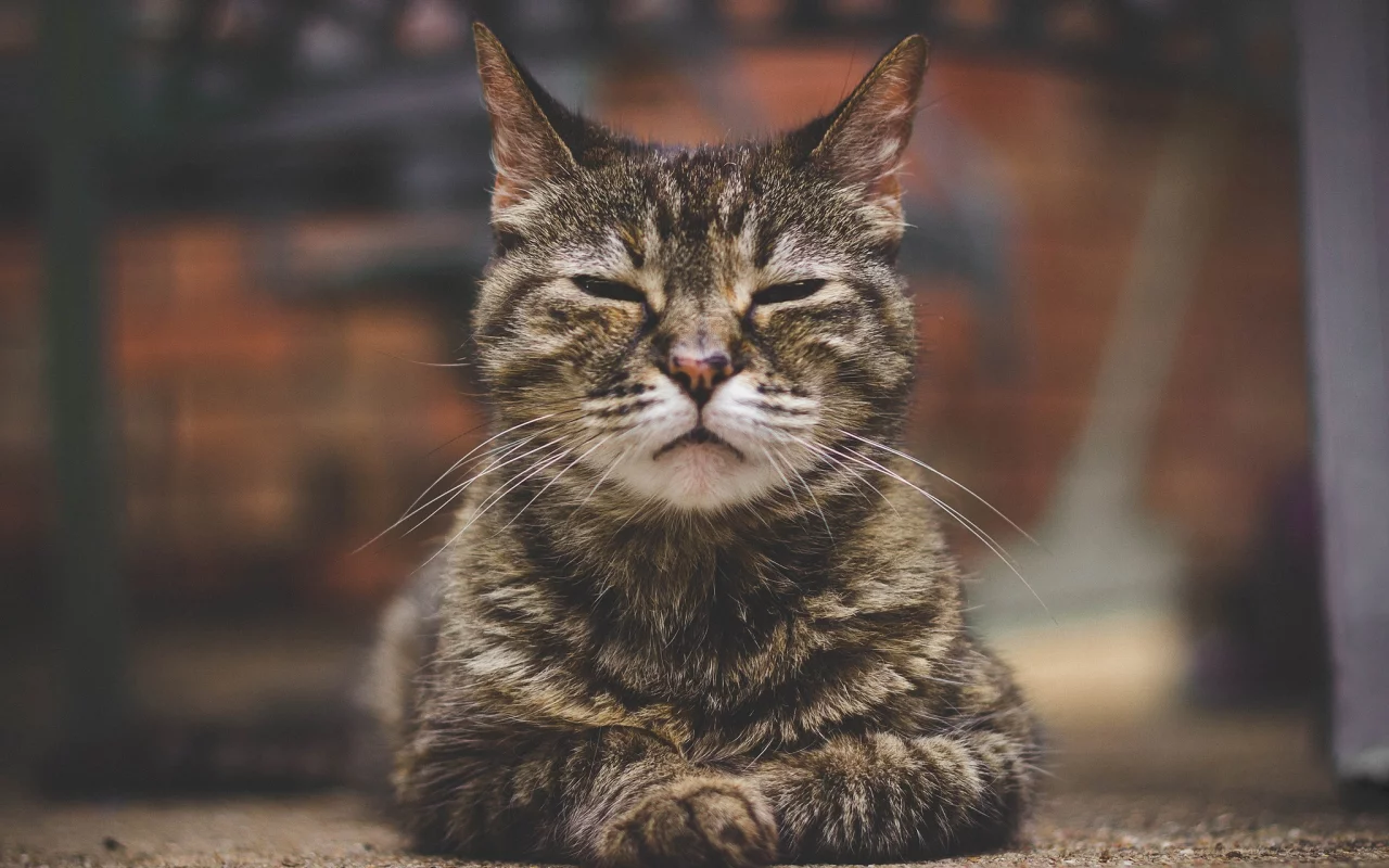 кошка, портрет, боке