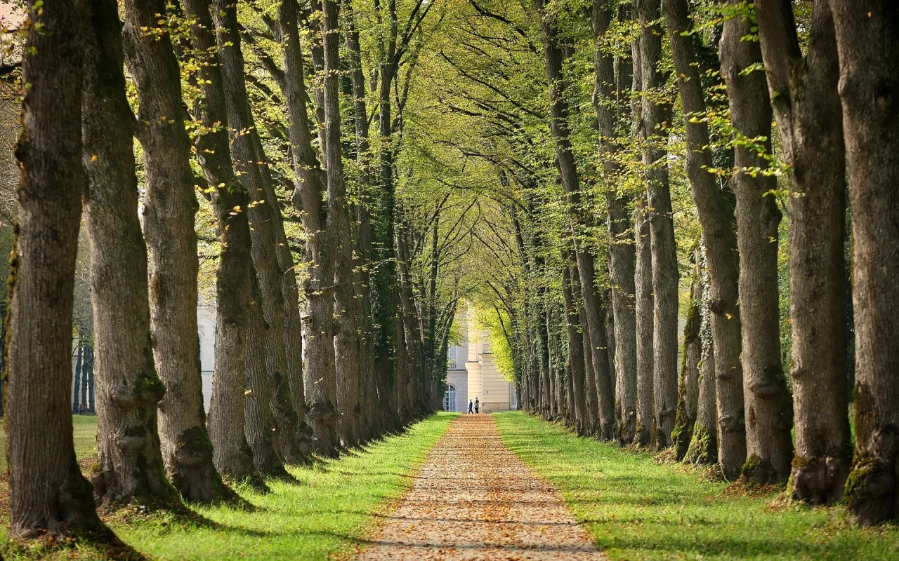 аллея, парк, санкт перербург, alley, park, saint hetersburg, trees, sun, summer, see, light, nice, wide