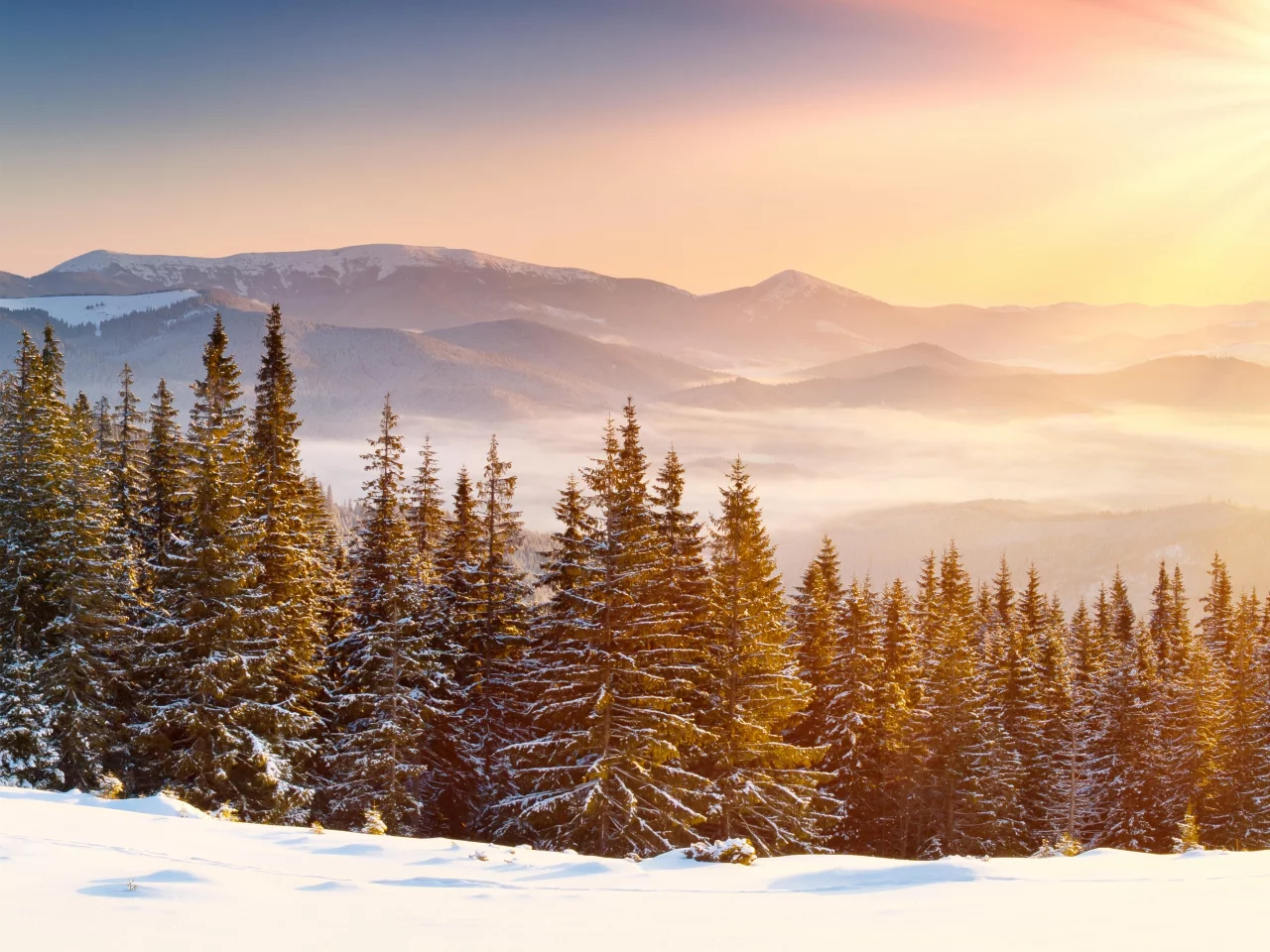 лес, зима, forest, whinter, light, snow, nature, trees, fir, spruce, landscapes, see, sun, sky, nice, wide