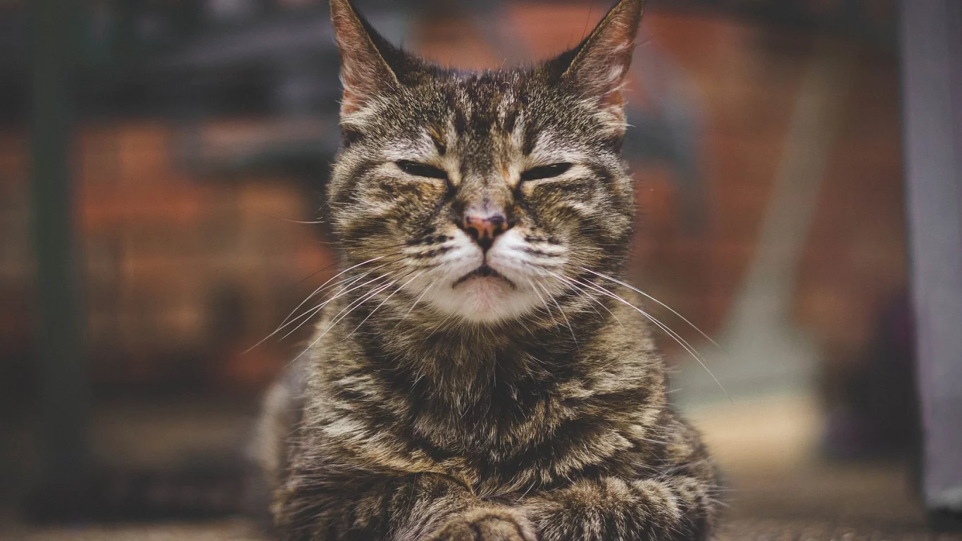 кошка, портрет, боке