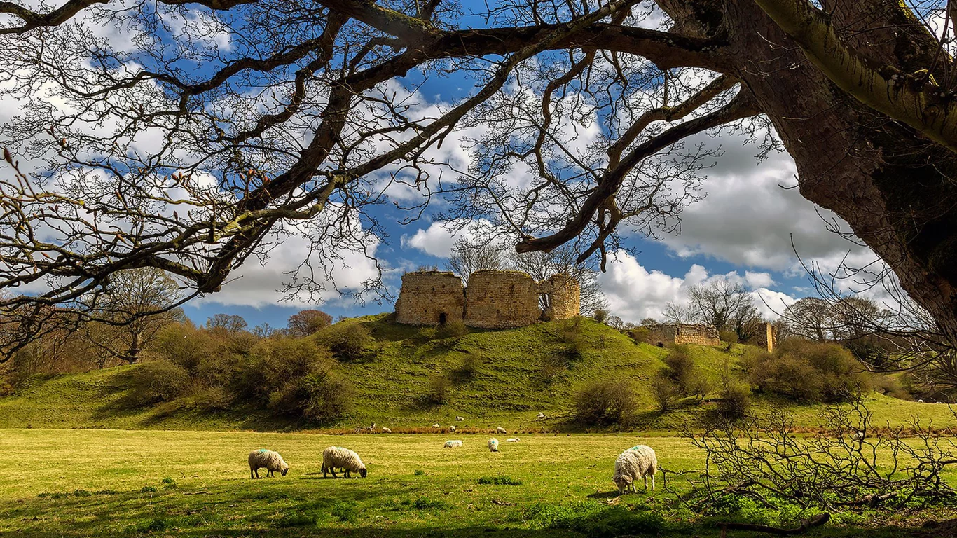 замок, луг, лето, овцы, mitford, castle, northumberland, england, ruin, ram, meadow, summer, tree, grass, clear, light, sun, see, nice, wide