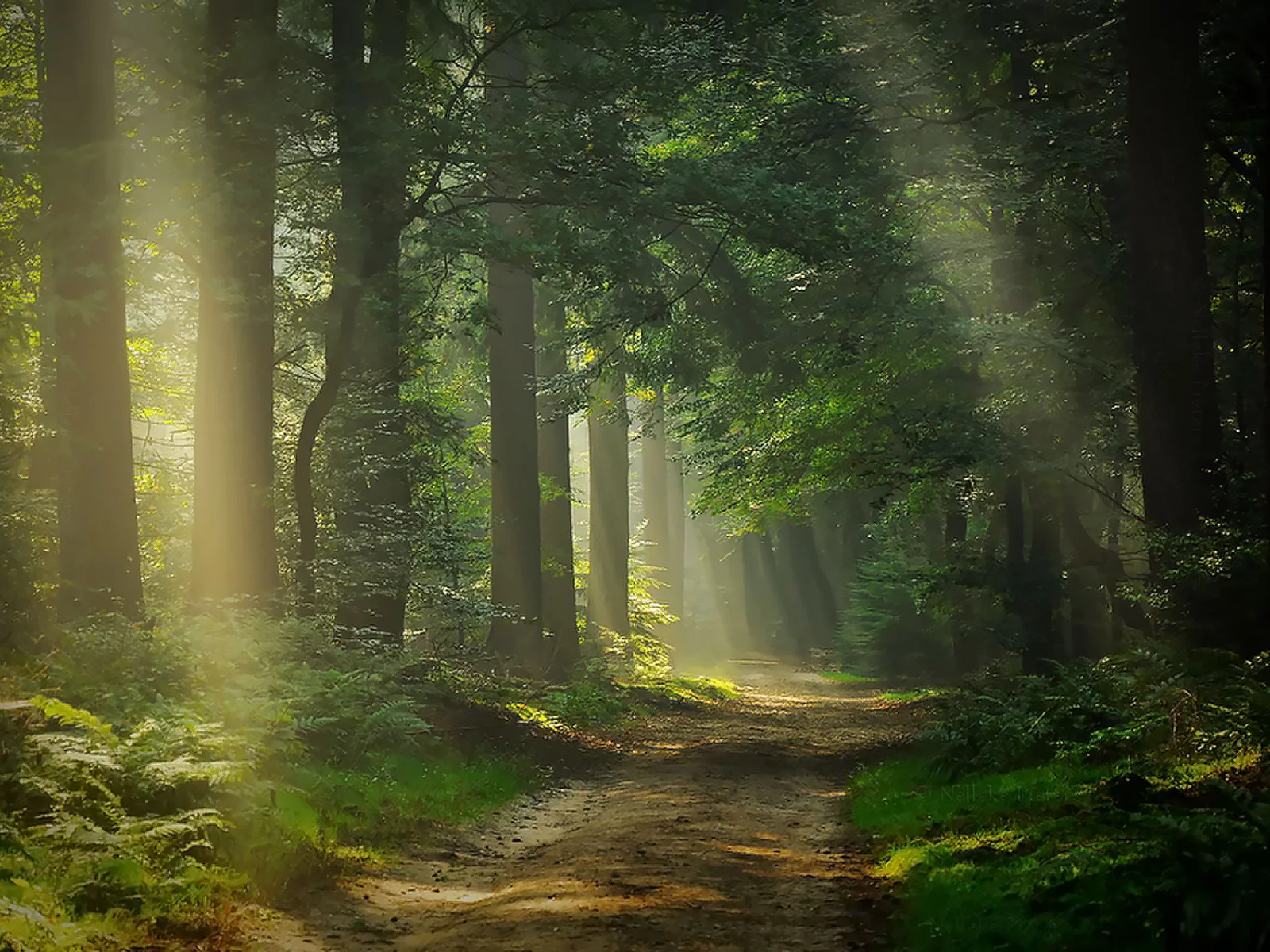 лес, свет, дорога, break, through, sunlight, sun, light, forest, trees, road, grass, summer, nice, wide