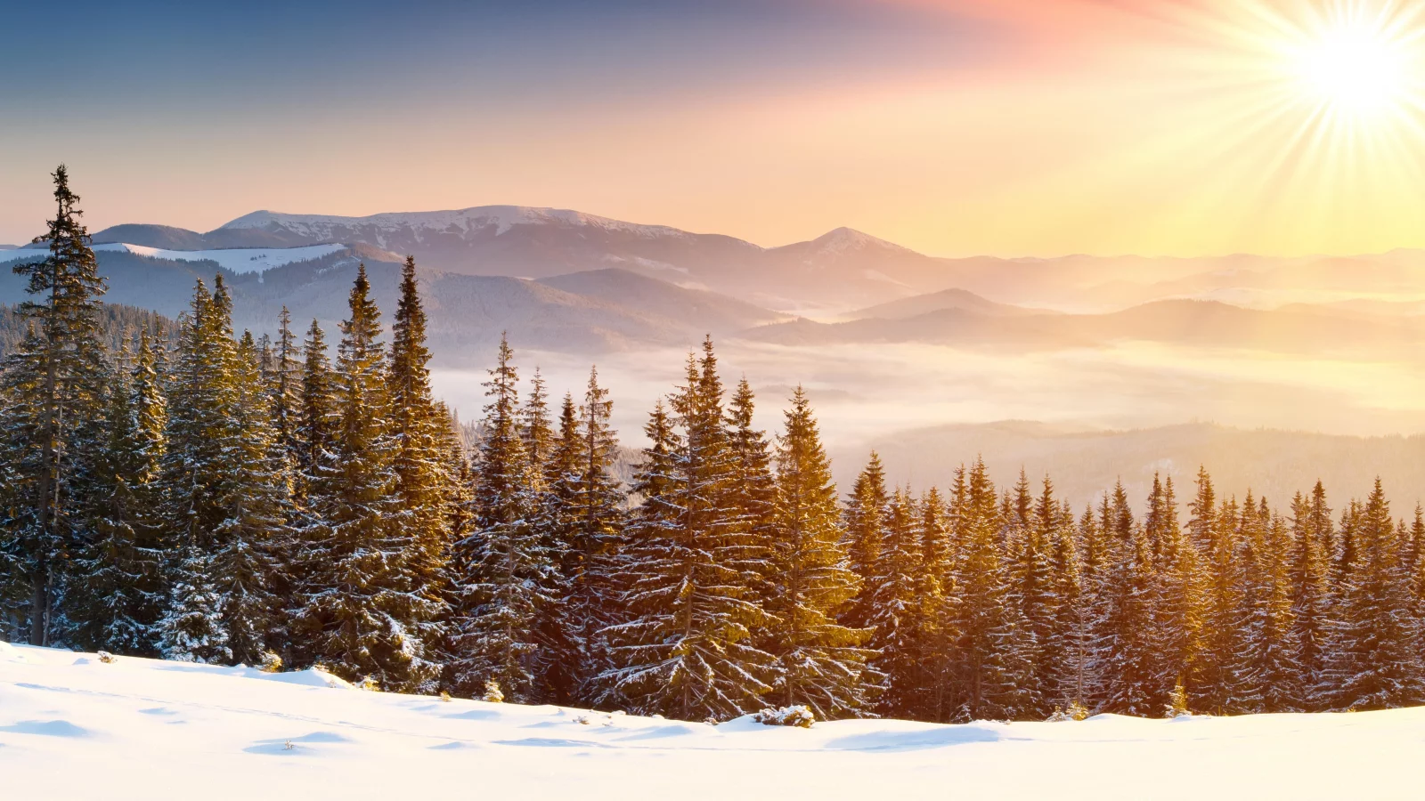 лес, зима, forest, whinter, light, snow, nature, trees, fir, spruce, landscapes, see, sun, sky, nice, wide