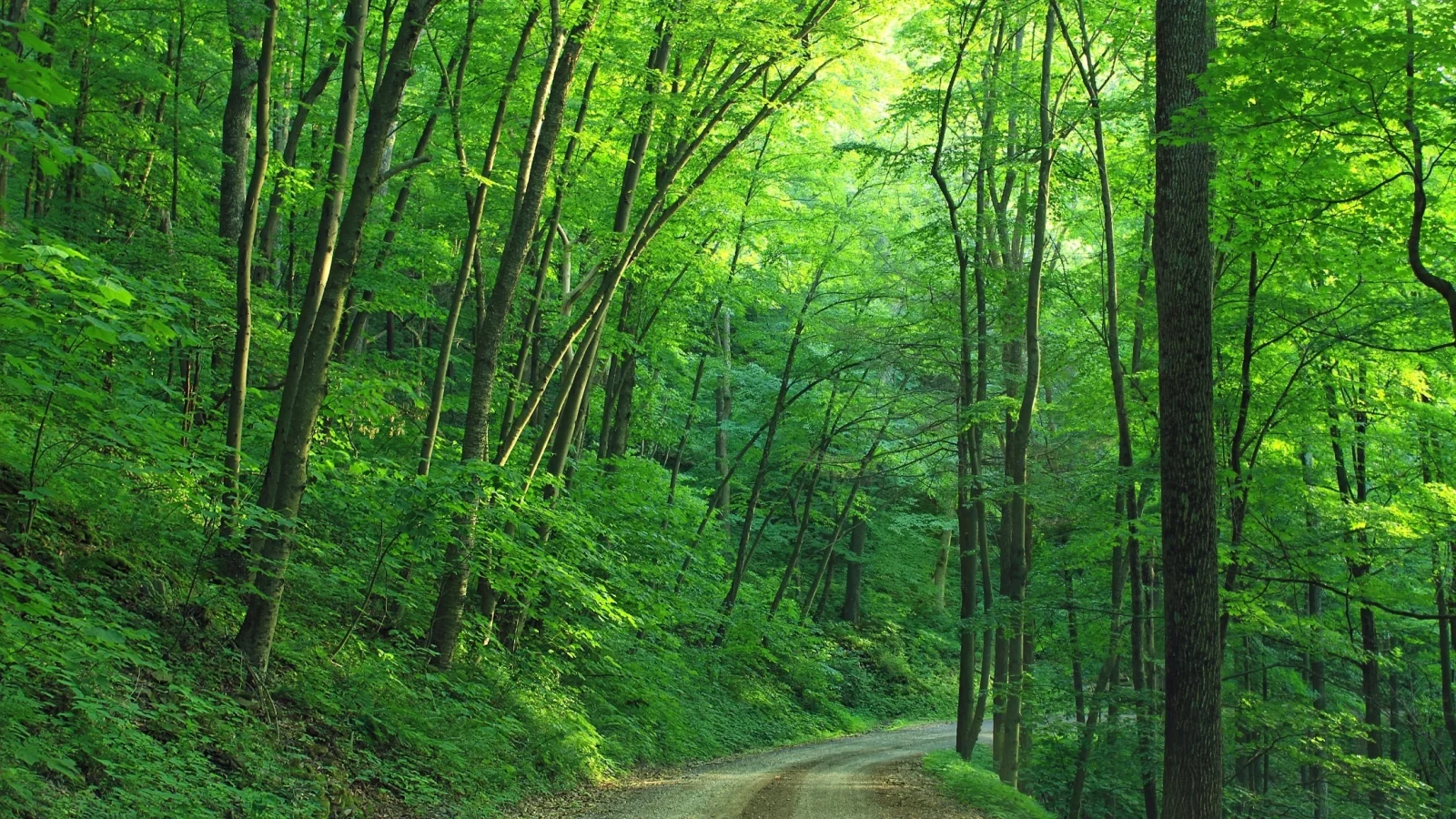 лес, лето, дорога, forest, summer, road, trees, green, leaves, daylight, environment, fall, mist, moss, green, nature, landscapes, evening, see, nice, wide