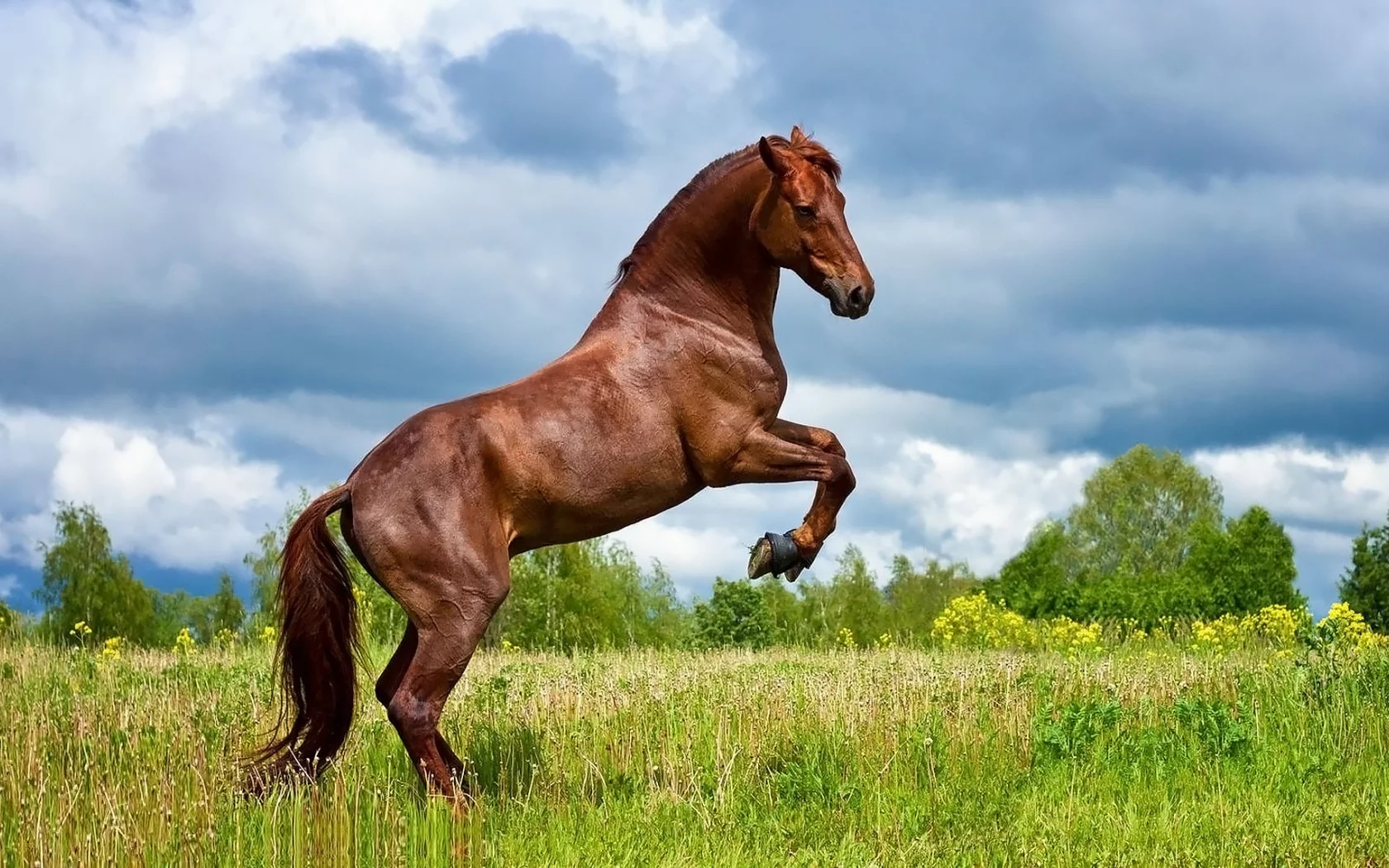 конь, коричневый, жеребец, лошадь, луг, horse, allegro, stallion, horse, brown, meadow, sun, summer, front, white, field, grass, see, nice, wide